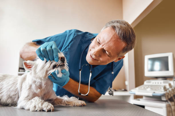 Best Same-Day Emergency Dental Services in Marysville, OH